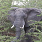 Elephant on the Shire river, Malawi